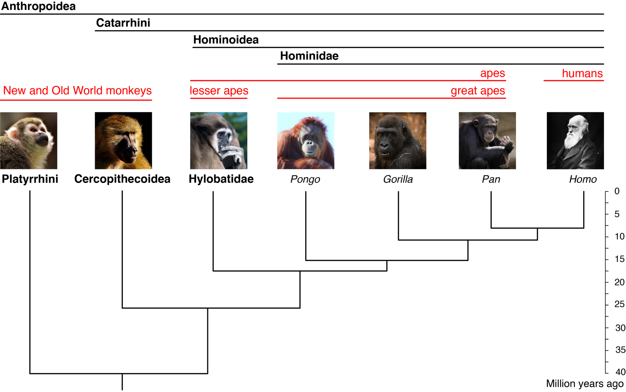 Are Humans Apes? - Sergio Almécija