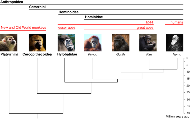 are-humans-apes-sergio-alm-cija